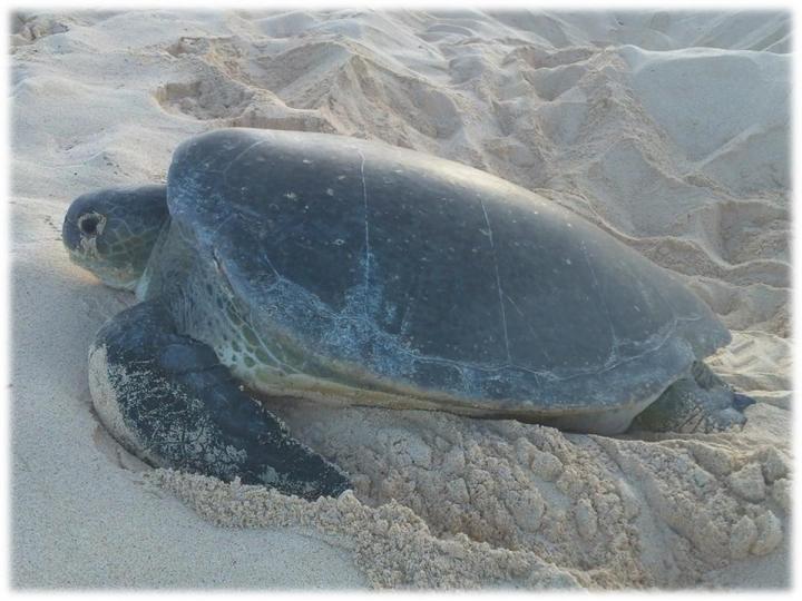Nesting Green Turle - Professor Brendan Godley, University of Exeter