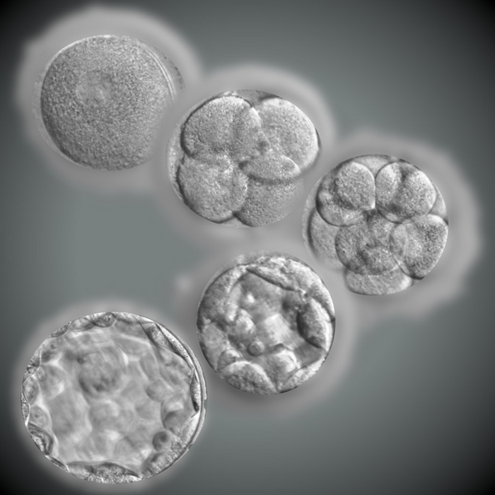 Developmentally arrested IVF embryos can be coaxed to divide