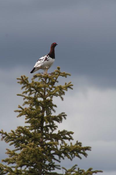 Ptarmigan