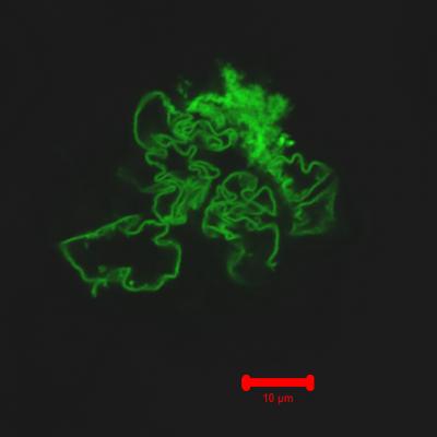 GFP Nanofiber Created By Carnegie Mellon University