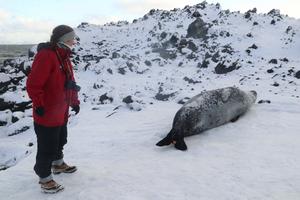 Dr. Kienle and leopard seal