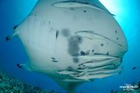A Hitchhiker's Guide to Manta Rays