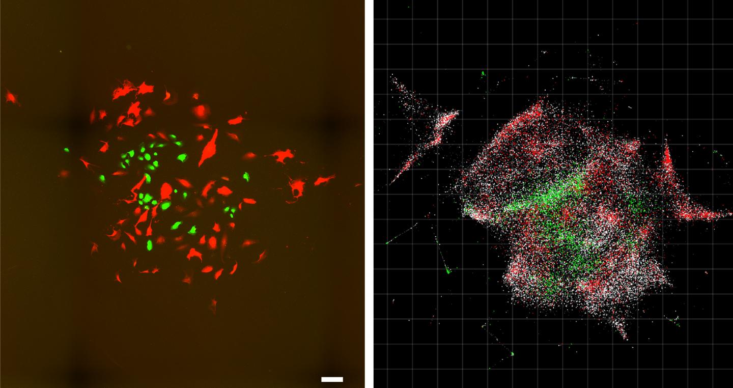 Optical Imaging of a Cell Population