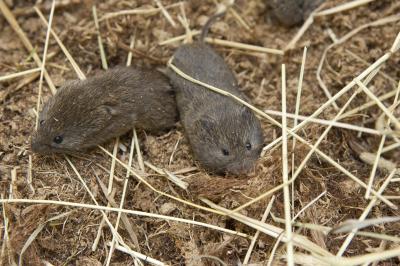 Continent-Wide Look at Vole Populations (9 of 9)