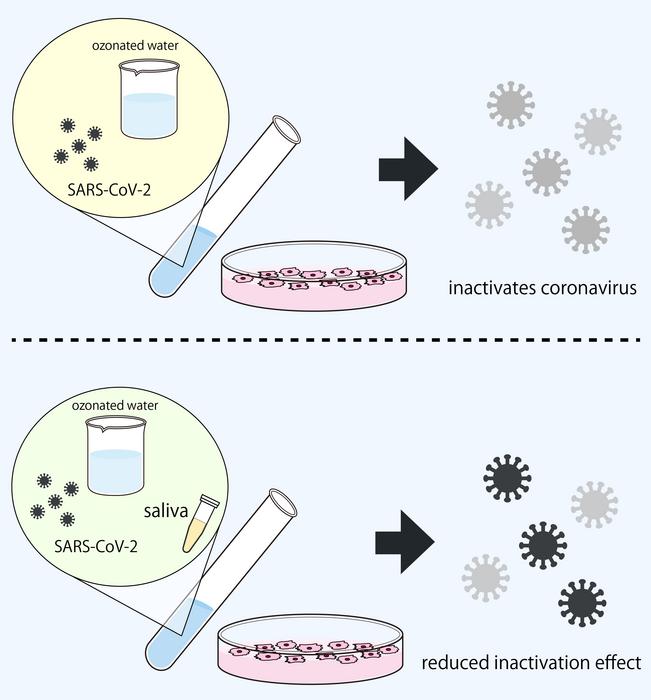 Salivary proteins reduced disinfection effect of ozonated water