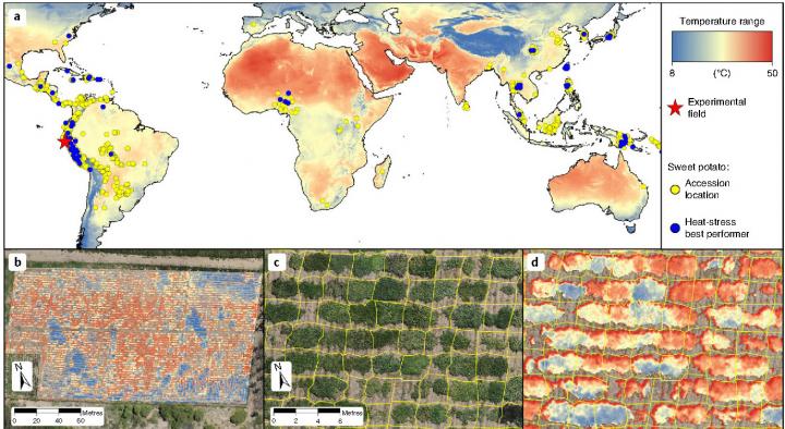 Global map of the 1,973 cultivars and breeding lines of sweetpotatoes tested as part of the study.