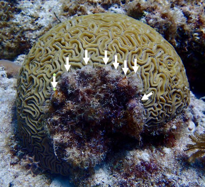 Silliman Coral
