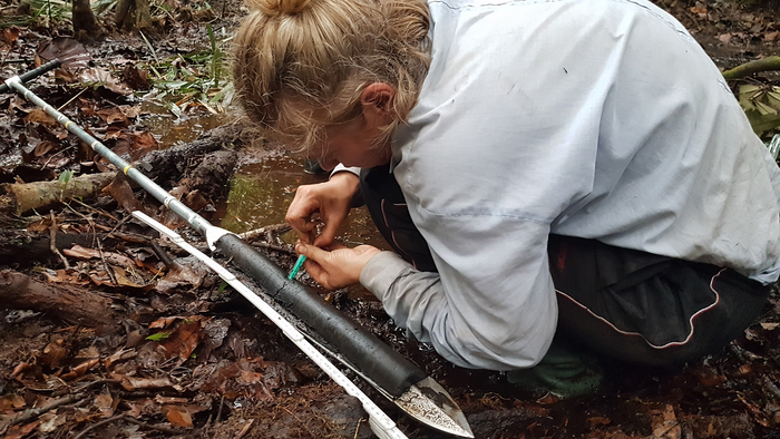 sampling a peat core