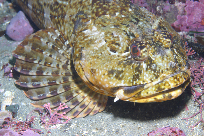 Scropaenichthys marmoratus