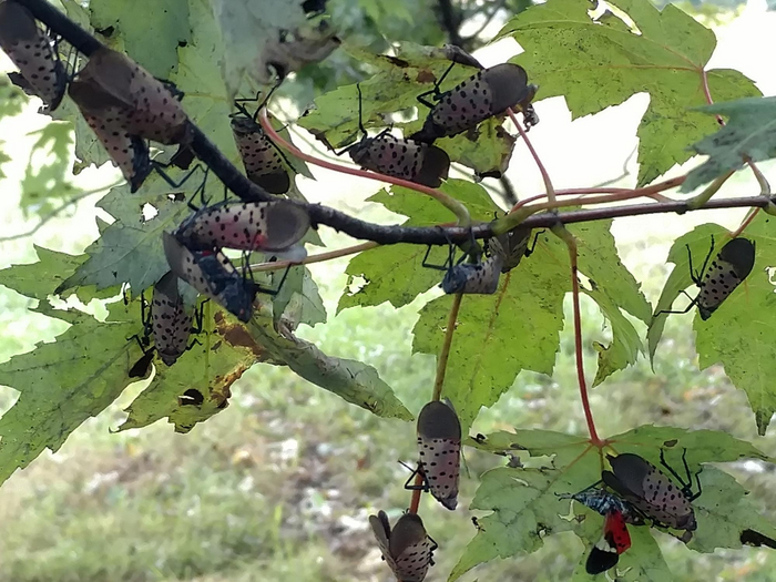 Spotted lanternfly feeding on tree