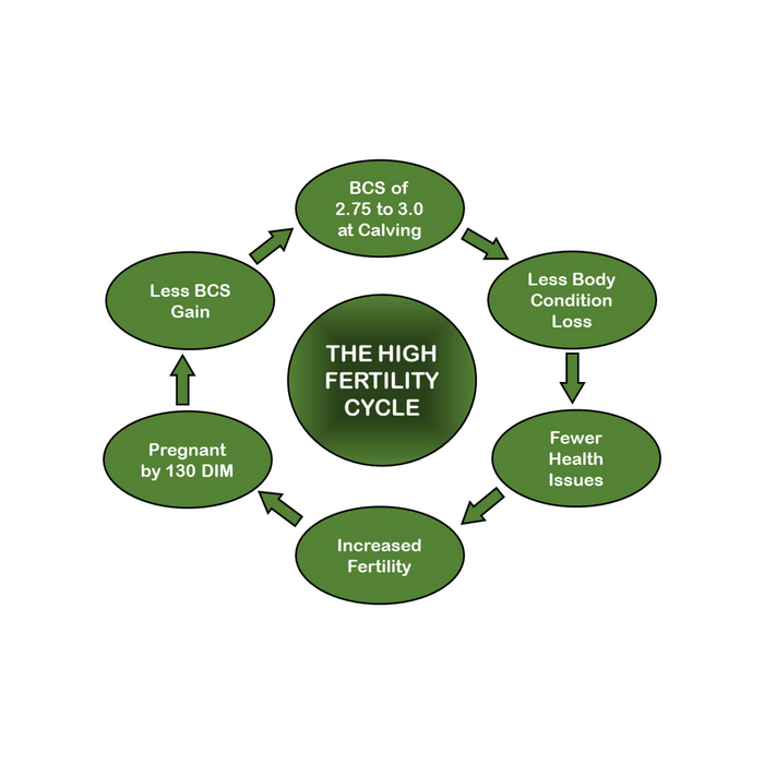 Simple management steps for a high fertility cycle in your dairy herd