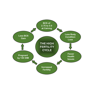 Simple management steps for a high fertility cycle in your dairy herd