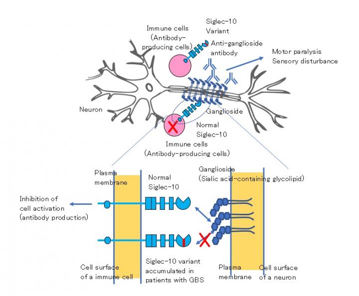 Identification of a gene associated with Guillain-Barré syndrome (GBS) suggests pathogenesis of the disease.