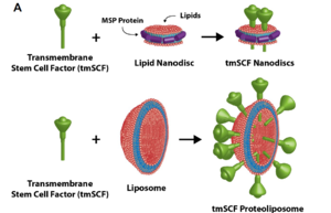 SCF proteins