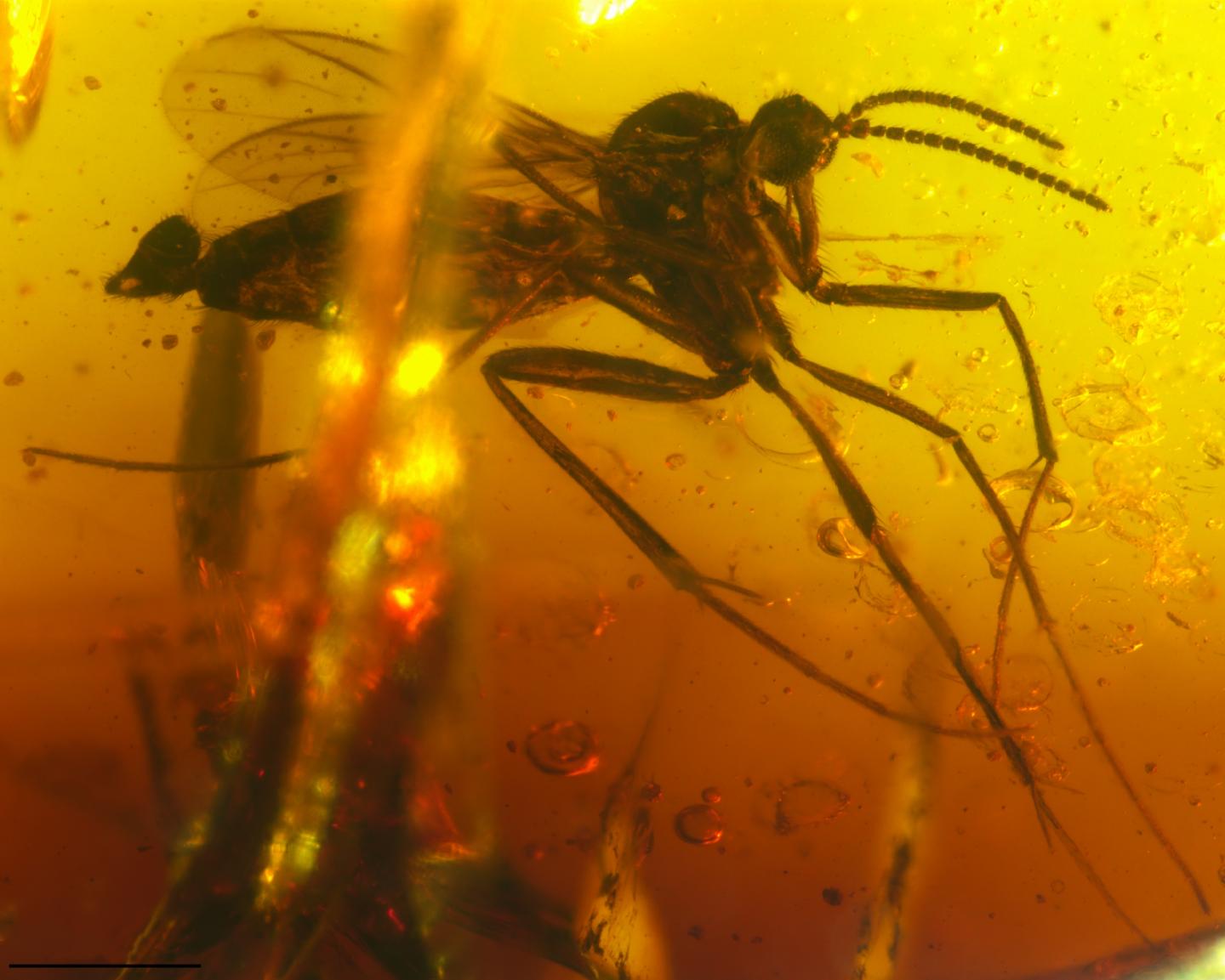 Fungus Gnat in Cambay Amber