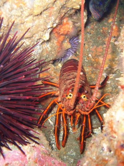 California Spiny Lobster