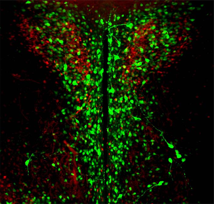 OPN3 expressin neurons