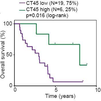 High Levels of CT45 Enhance Survival