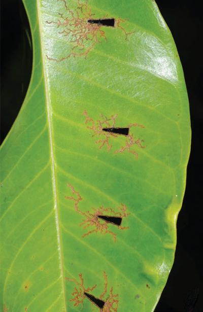 <i>Orthaltica syzygium</i>