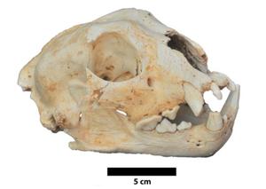 Conquest of Asia and Europe by Snow Leopards during the last Ice Ages Uncovered