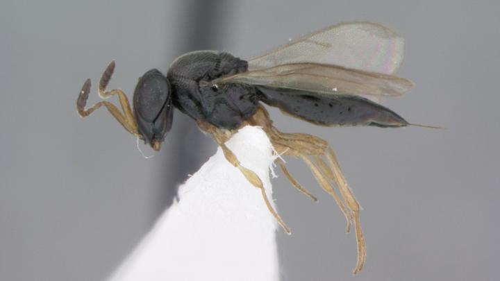 <em>Phanuromyia odo</em>