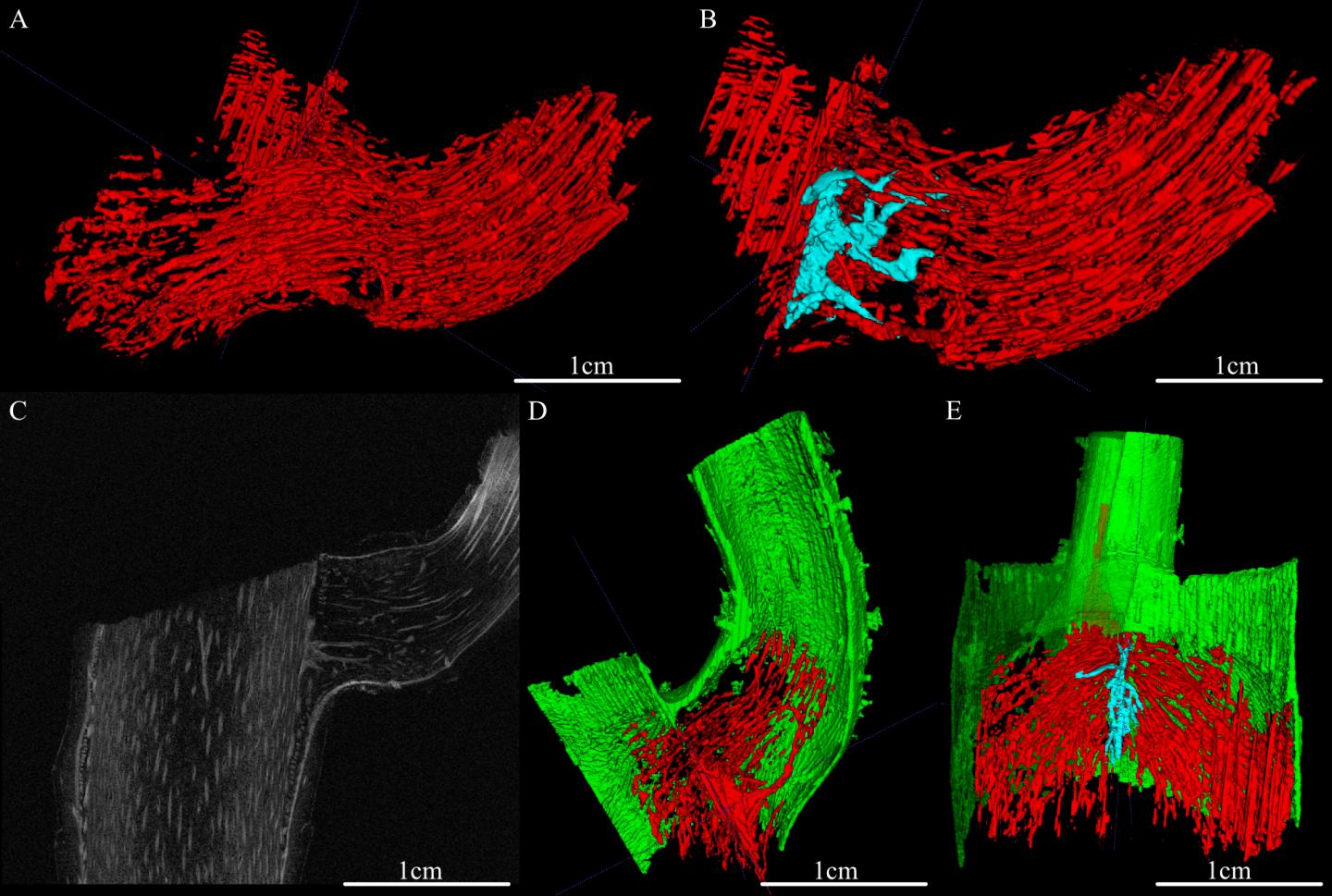New Method for Visualizing Plant Ramifications