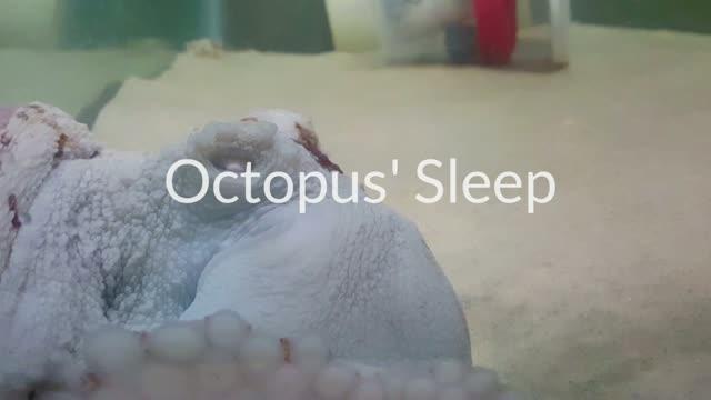 Octopus in quiet and active sleep states