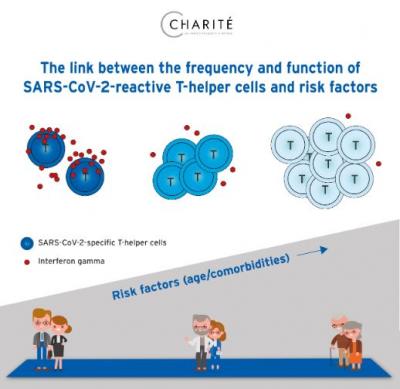 The Link between the Frequency and Function of SARS-CoV-2-Reactive T-Helper Cells and Risk Factors
