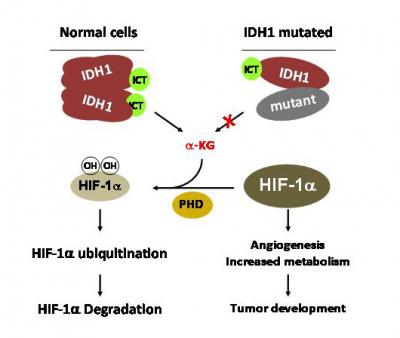 A Tumor Suppressor for Brain Cancer