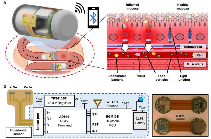 Overview schematic depicting the ingestible capsule monitoring bioimpedance in the small intestine.