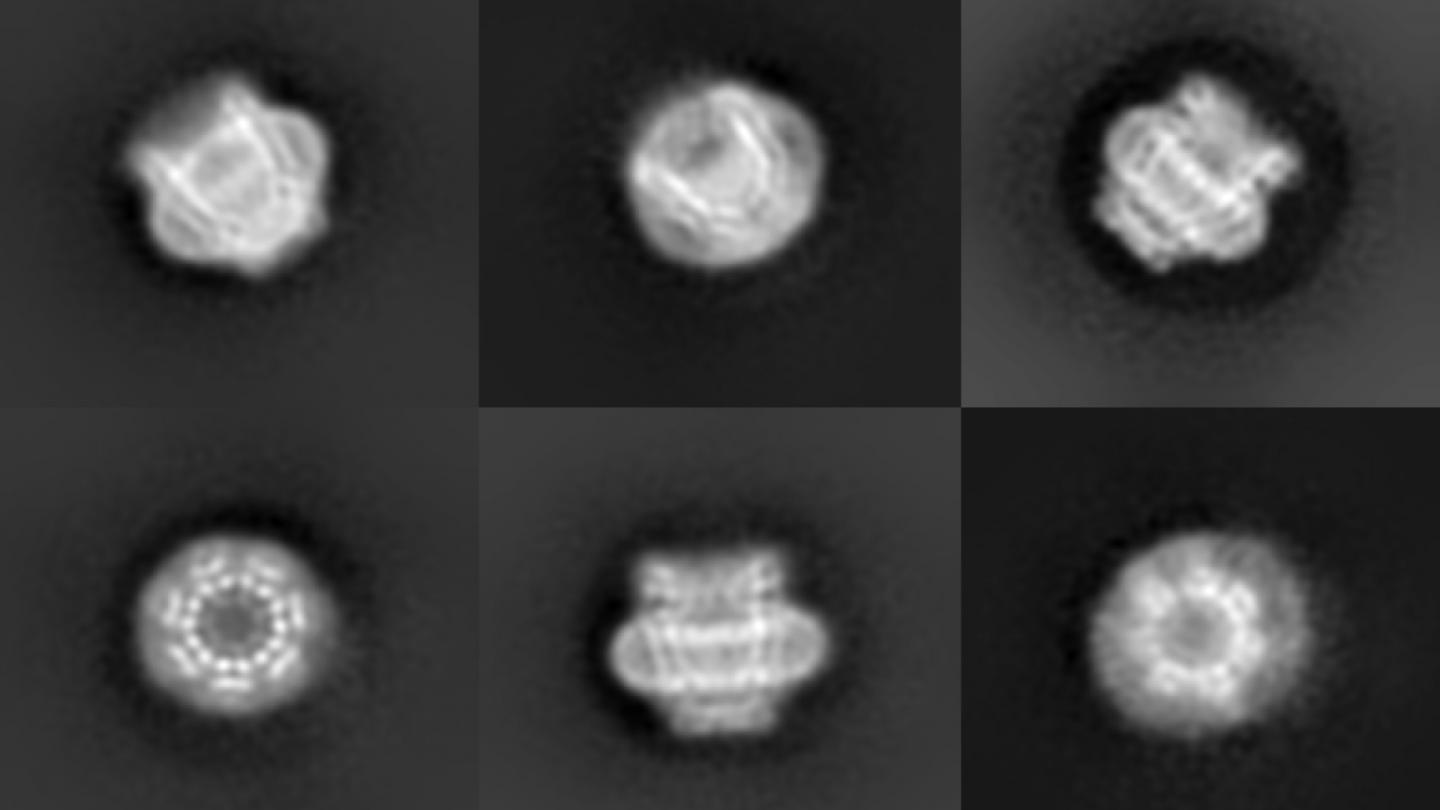 Views of 3D pore protein pannexin 1