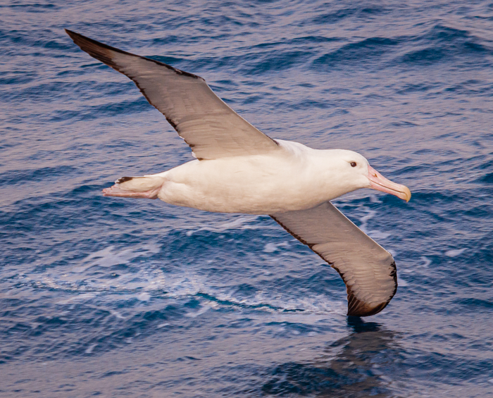 New Research Unlocks Clues About the Iconic Flight of the Wandering Albatross