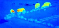 False-color, Thermal-Infrared Image of a "Crash" of Rhinos