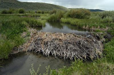Beaver Lodge