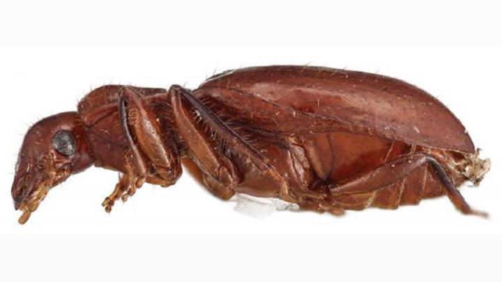 Ball's stange-combed beetle