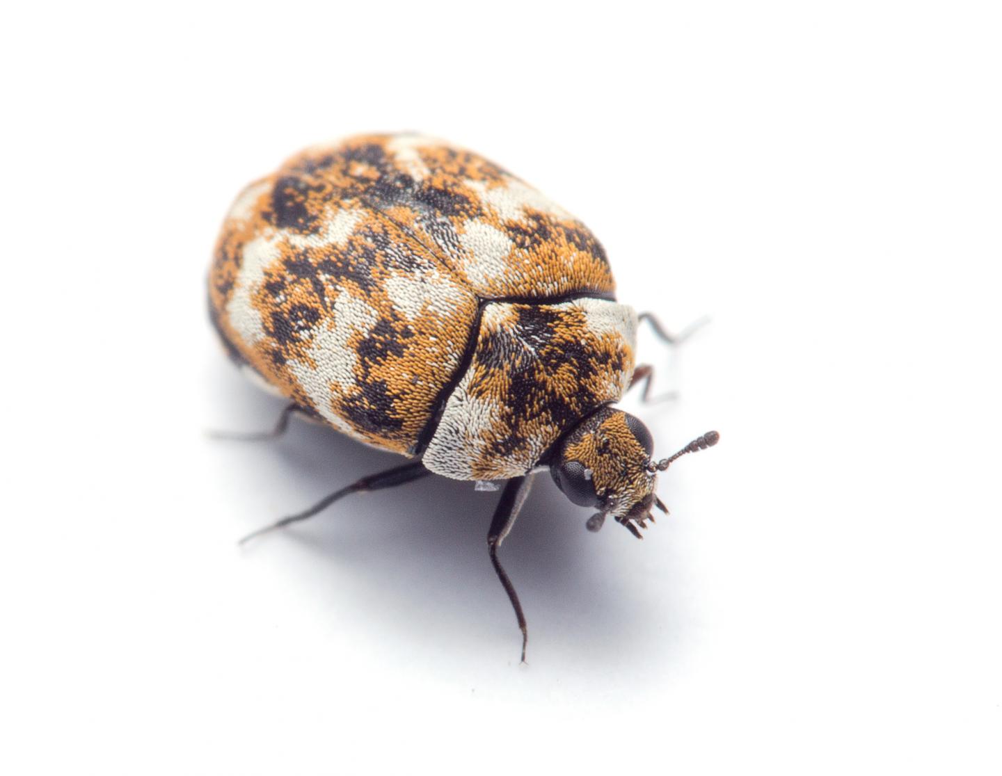 The Carpet Beetle