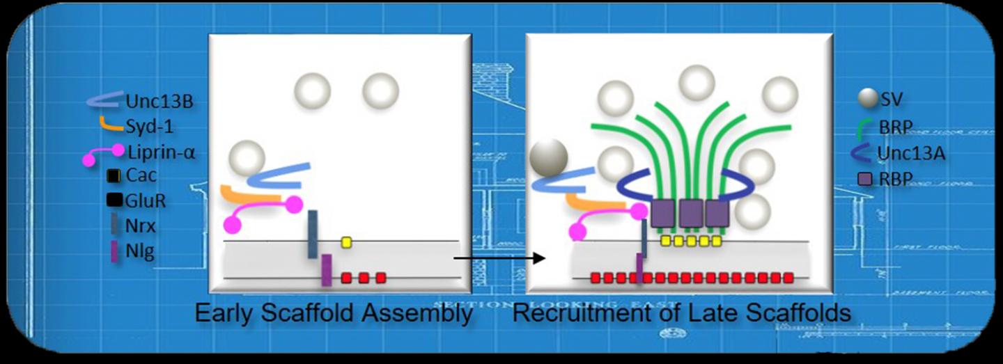 Active zone model