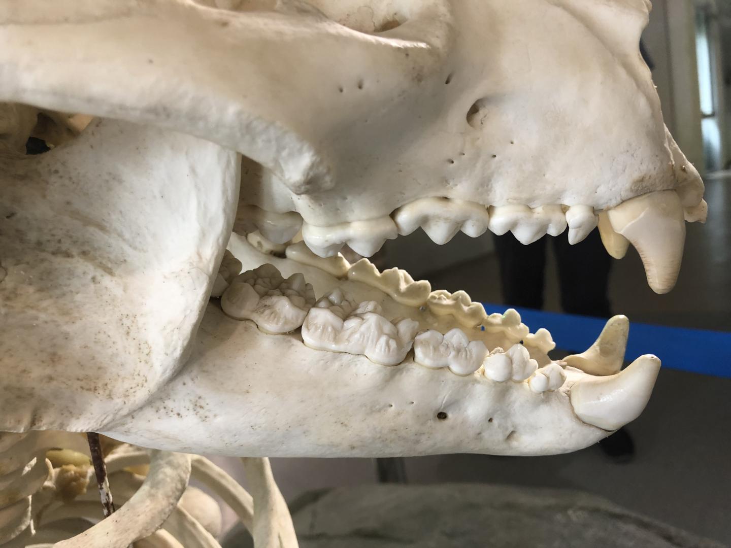 Skull of a giant panda [IMAGE] | EurekAlert! Science News Releases