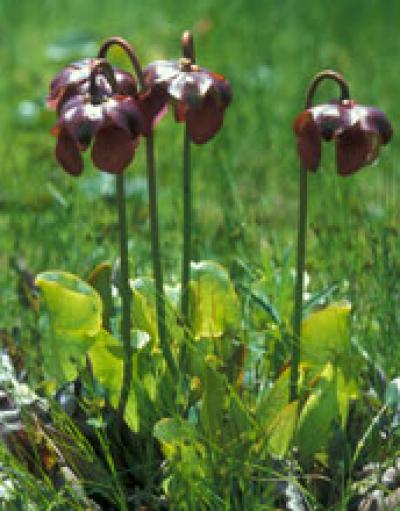 The Northern Pitcher Plant, <i>Sarracenia purpurea</i>