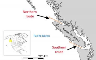 Map Showing Vancouver and Pacific Ocean and Arrows Indicating Southern and Northern Route of Salmon
