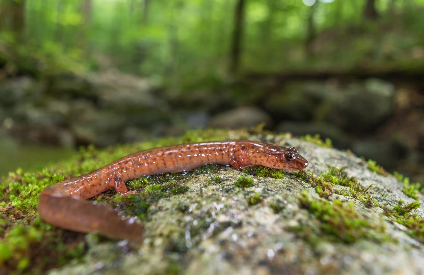 Spring Salamander