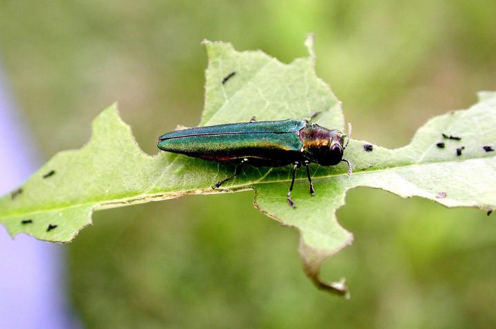 Invasion by non-native insects expected to increase