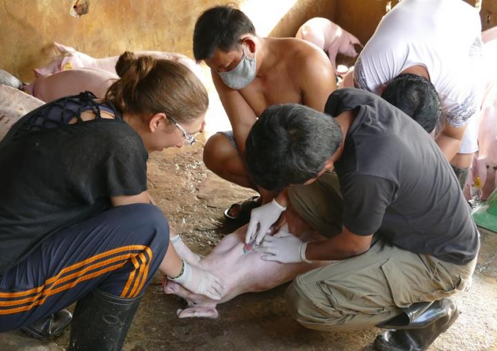 Taking a Blood Sample From a Pig to Detect Japanese Encephalitis