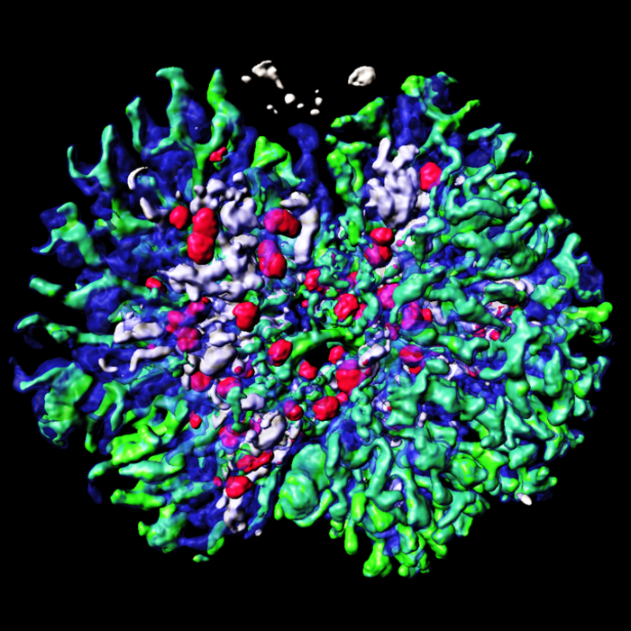 The 3D kidney generated from cultured mouse embryonic stem cells