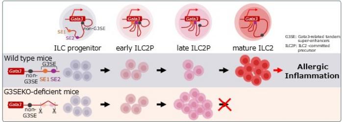 ILC2 development after ILC2 lineage commitment is dependent on GATA3 induction by G3SE.