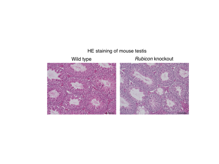 Figure 1. Systemic Rubicon-knockout mice exhibit a reduction in spermatogenesis.