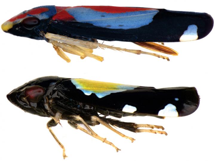 The Two Known Species in the Studied Leafhopper Genus (Cavichiana)