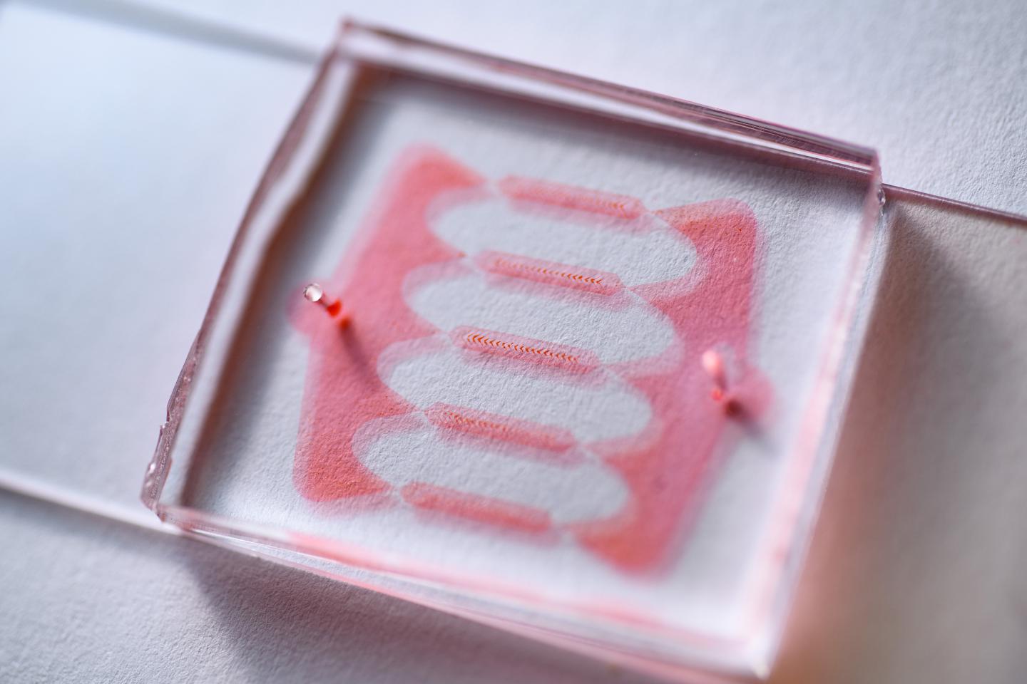 Microfluidic Chip for Changing [IMAGE] EurekAlert! Science News Releases
