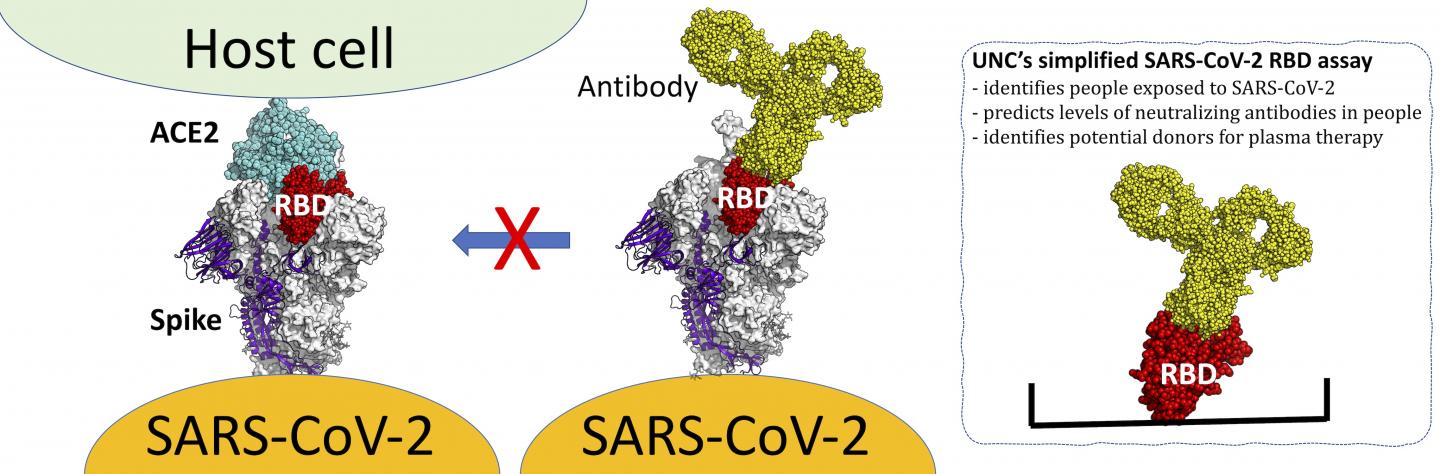 RBD of Spike Protein