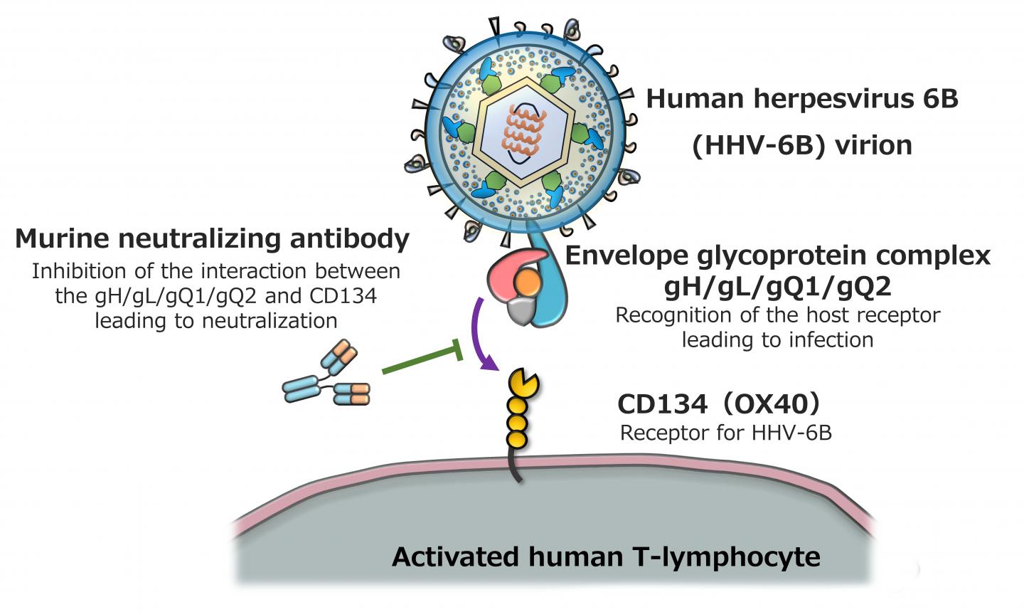 ヒトヘルペスウイルス6Bの感染防御に効果的なヒト化抗体の作製に成功（図１）